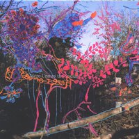 Native Belle - Animal Collective