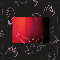 Birds - Kiki