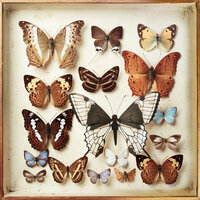 Tuna Fish - Emiliana Torrini