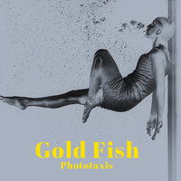 Flying Kites - Phototaxis
