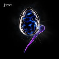 Porcupine - James