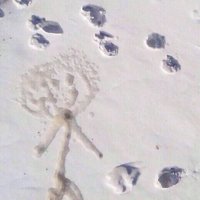 Господин Собака - Хаски