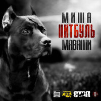 Питбуль - МАВАШИ group