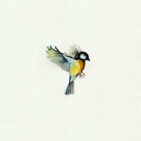 FLY - Glitch