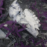 rot - fats'e