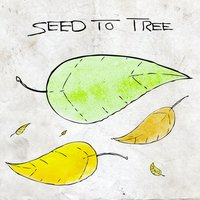 Pine Cone - Seed To Tree