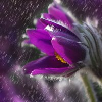 Summer Showers - SleepTherapy, Meditation Zen Master, Lluvia para Dormir, SleepTherapy, Meditation Zen Master