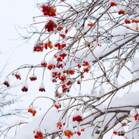 All for You! - Zen Meditate, Music for Reading, Christmas Piano Masters, Zen Meditate, Music for Reading