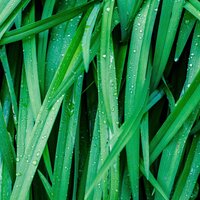 Calming Rain - Spa Music Collective, Asian Zen Meditation, Zen Meditate