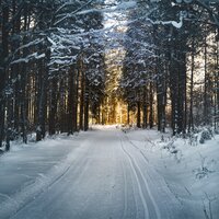 Not a Creature Was Stirring - Traditional Christmas Carols Ensemble, Relaxing Piano Music Consort, Nature Sounds Nature Music