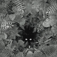 Wild - aeseaes