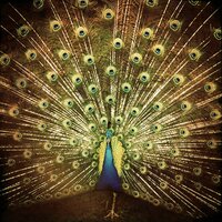 Zoo - Ani DiFranco