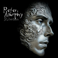 Swoon - Peter Murphy