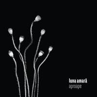 Pene - Luna Amara