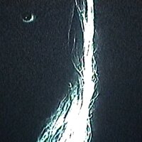KnockOnWood - BONES